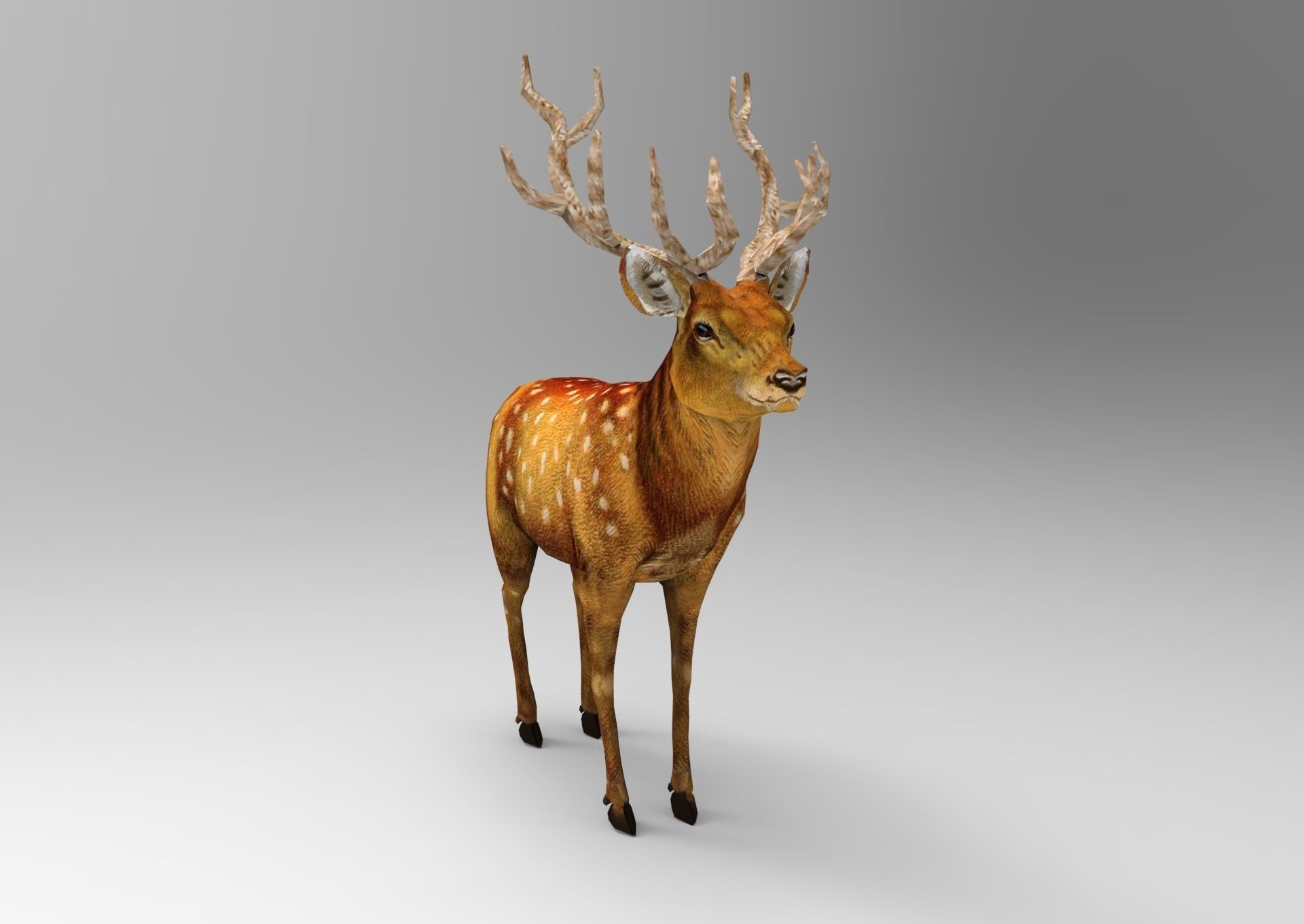 3d Deer low poly with antlers Low-poly 3D model_7