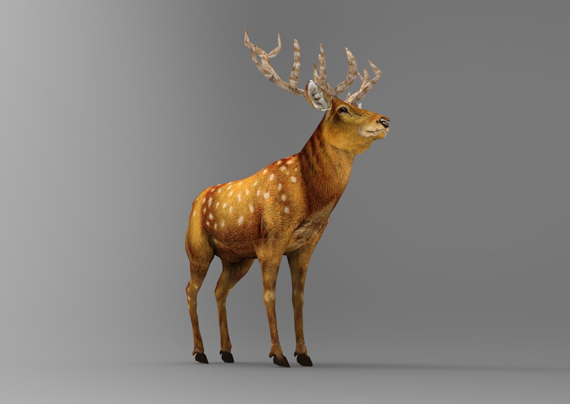 3d Deer low poly with antlers Low-poly 3D model_16