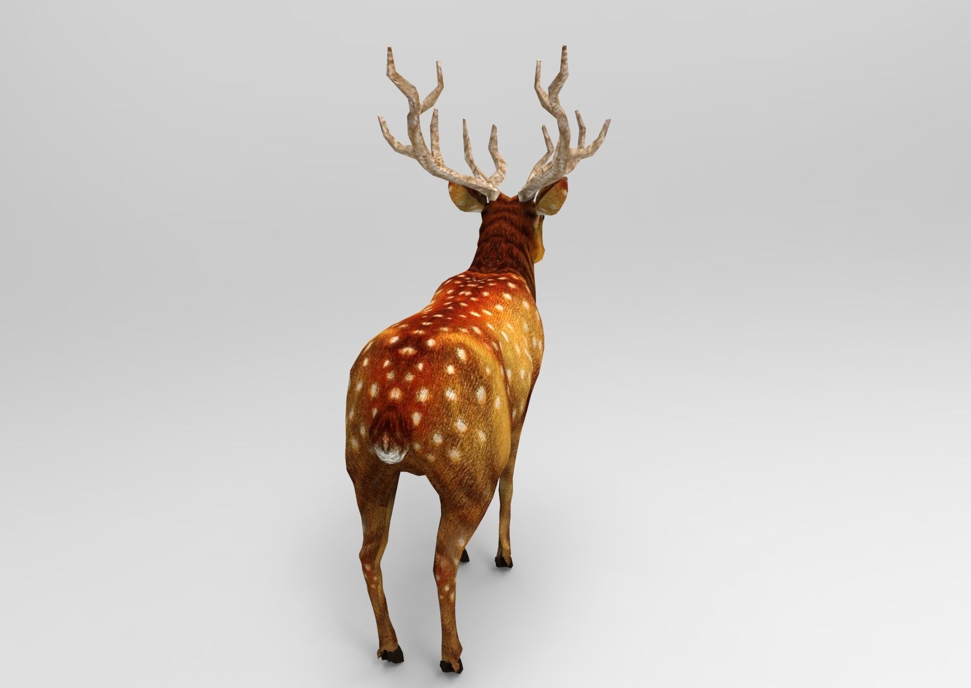 3d Deer low poly with antlers Low-poly 3D model_4