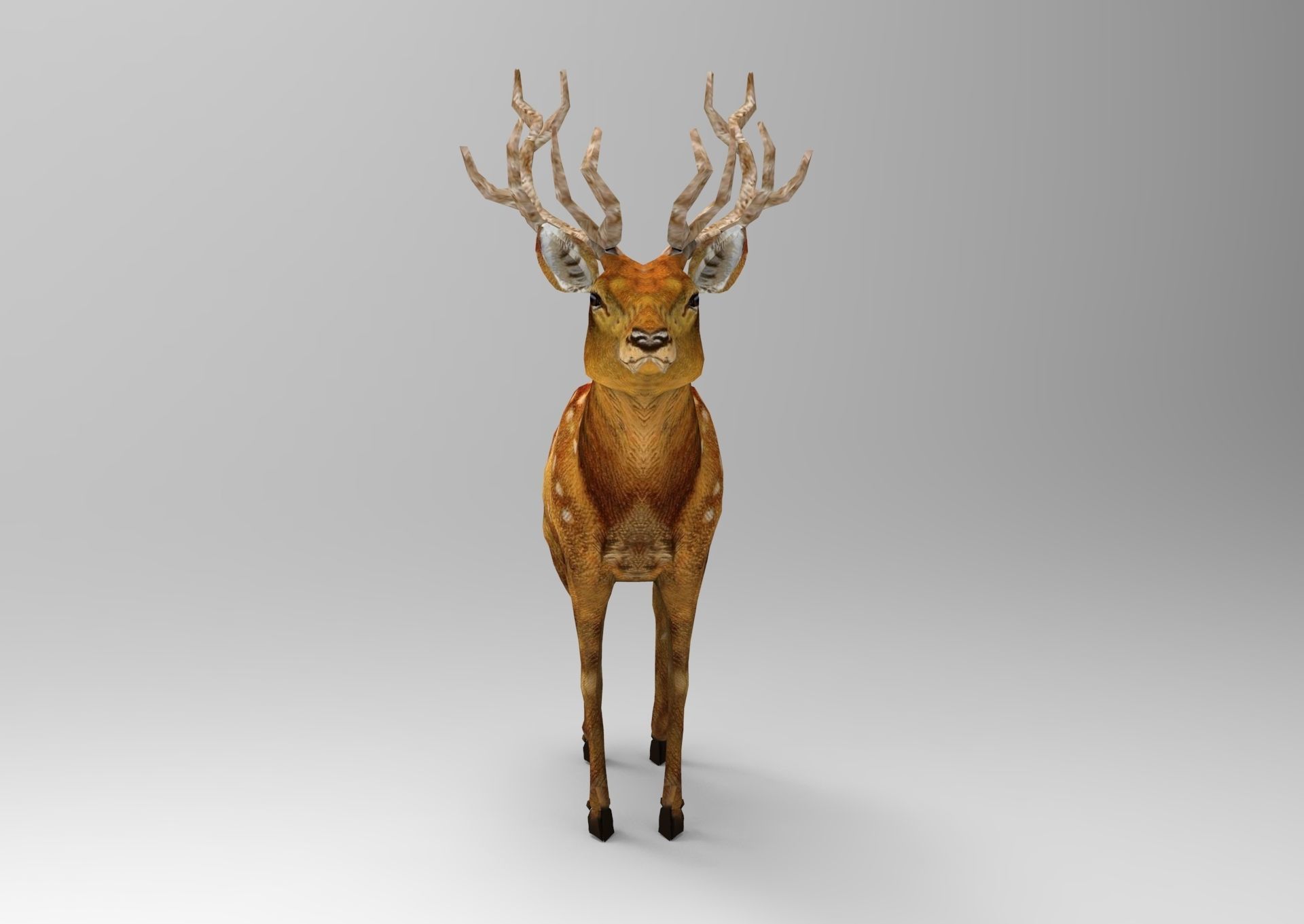 3d Deer low poly with antlers Low-poly 3D model_8