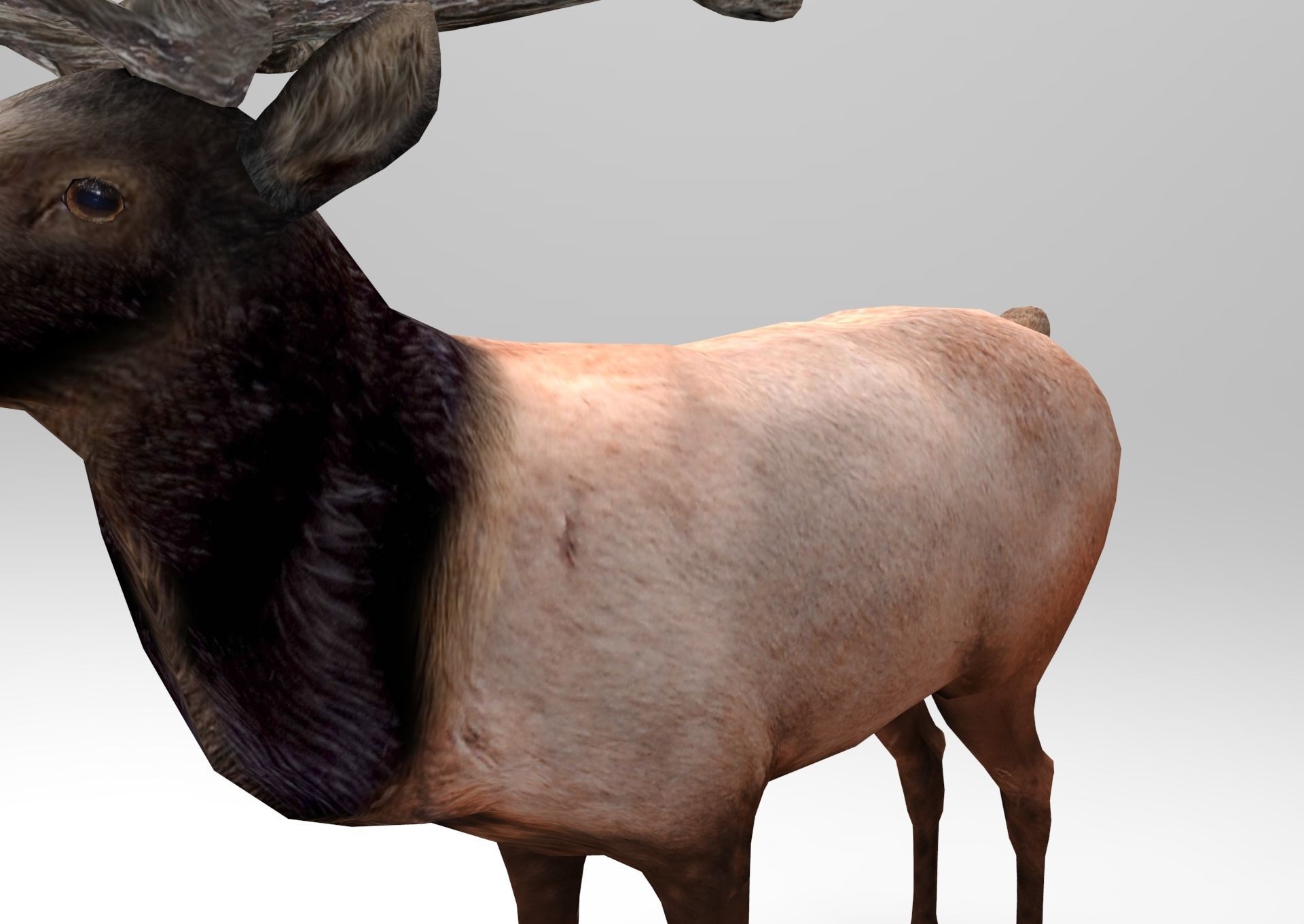 3D Reindeer game ready elk with antlers Low-poly 3D model_10
