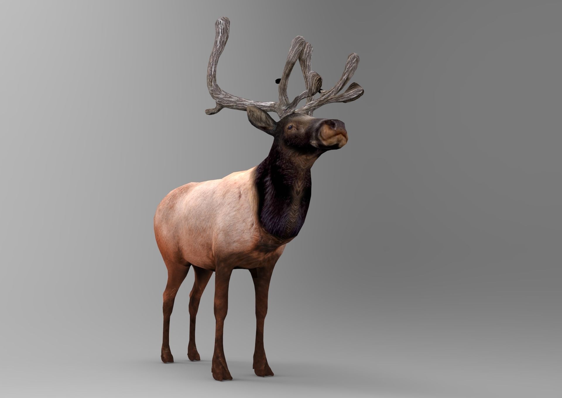 3D Reindeer game ready elk with antlers Low-poly 3D model_13