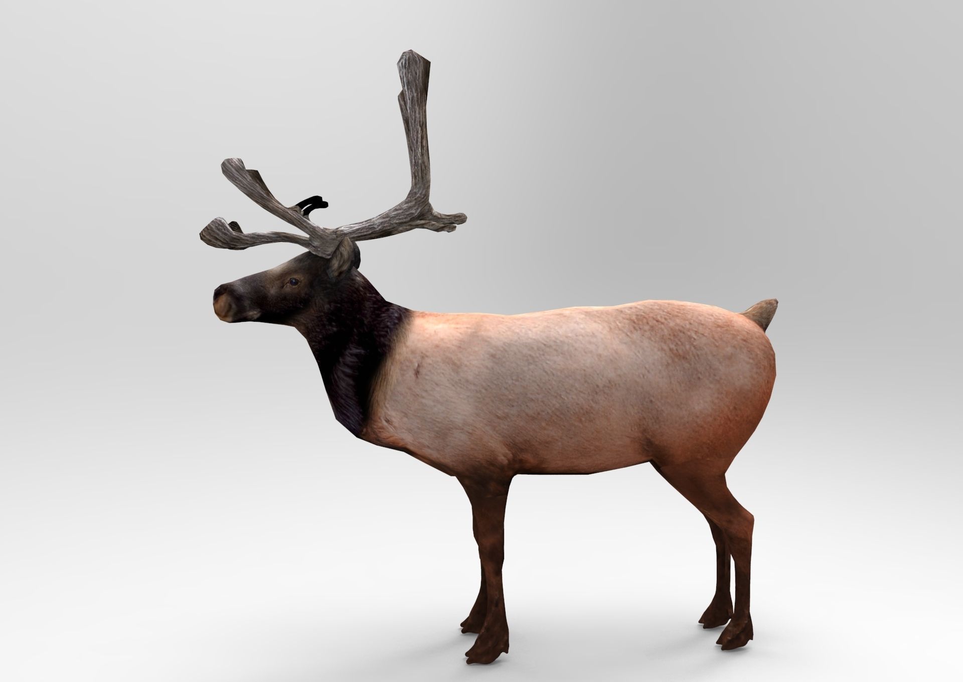 3D Reindeer game ready elk with antlers Low-poly 3D model_2