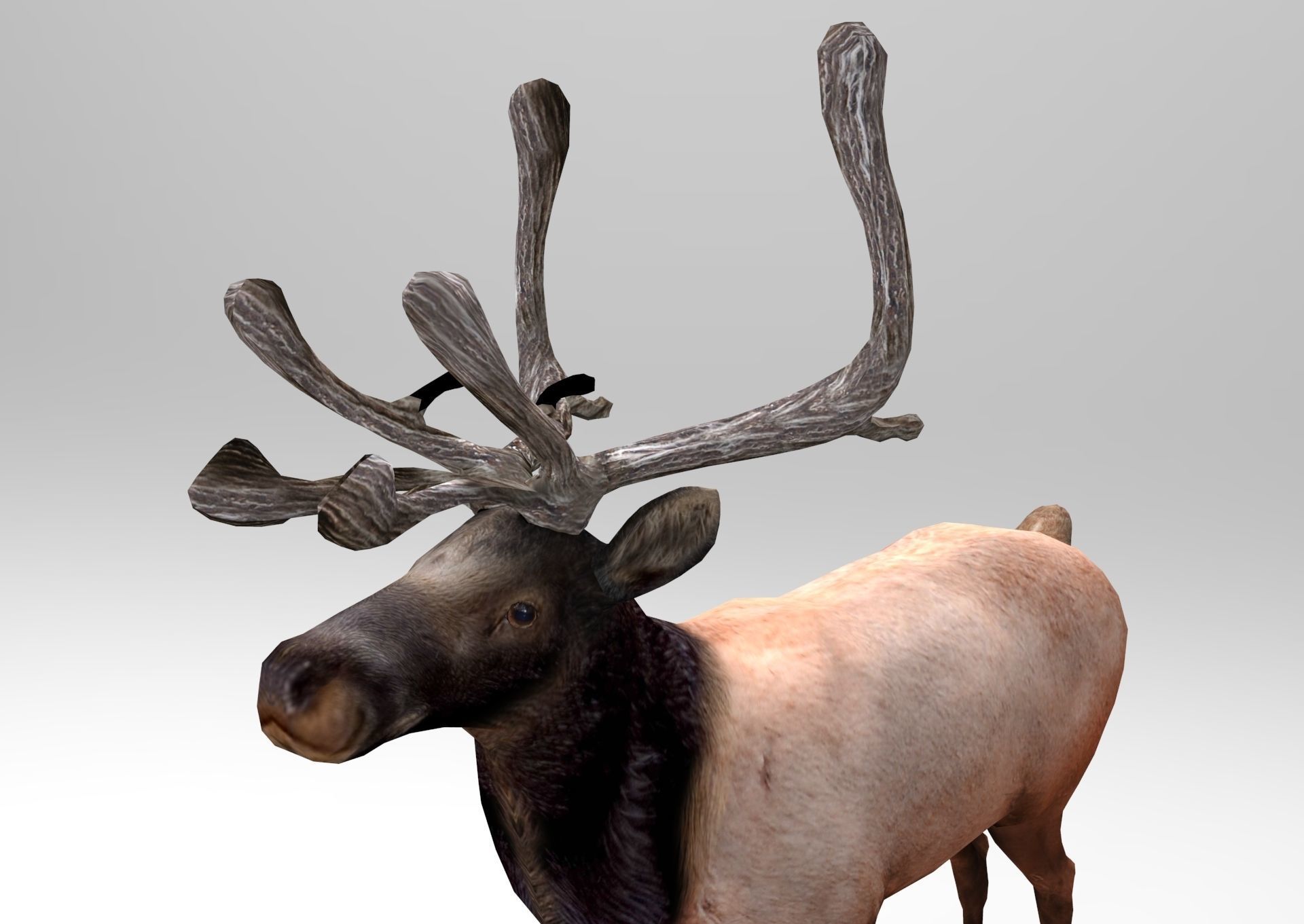 3D Reindeer game ready elk with antlers Low-poly 3D model_9