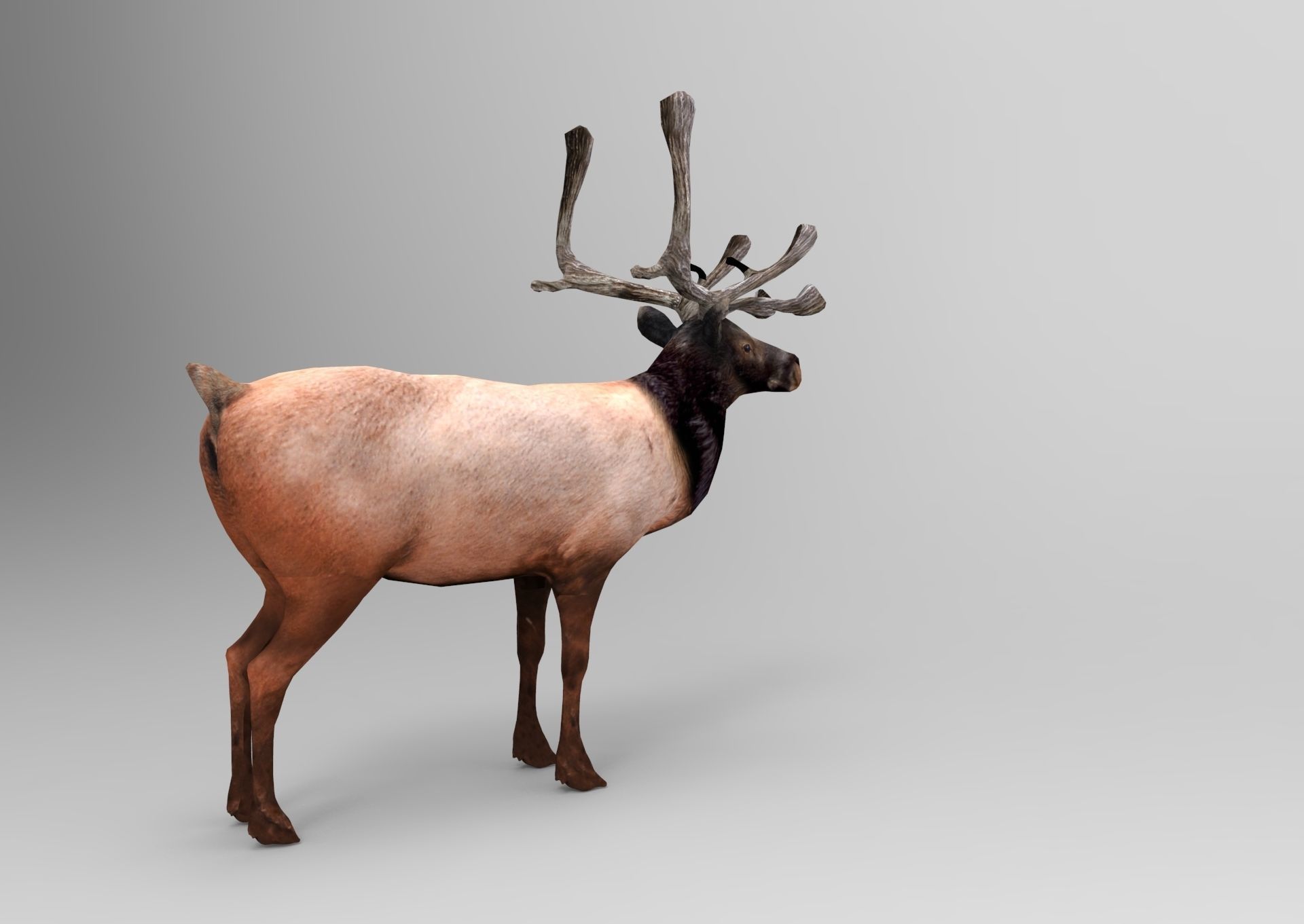 3D Reindeer game ready elk with antlers Low-poly 3D model_5