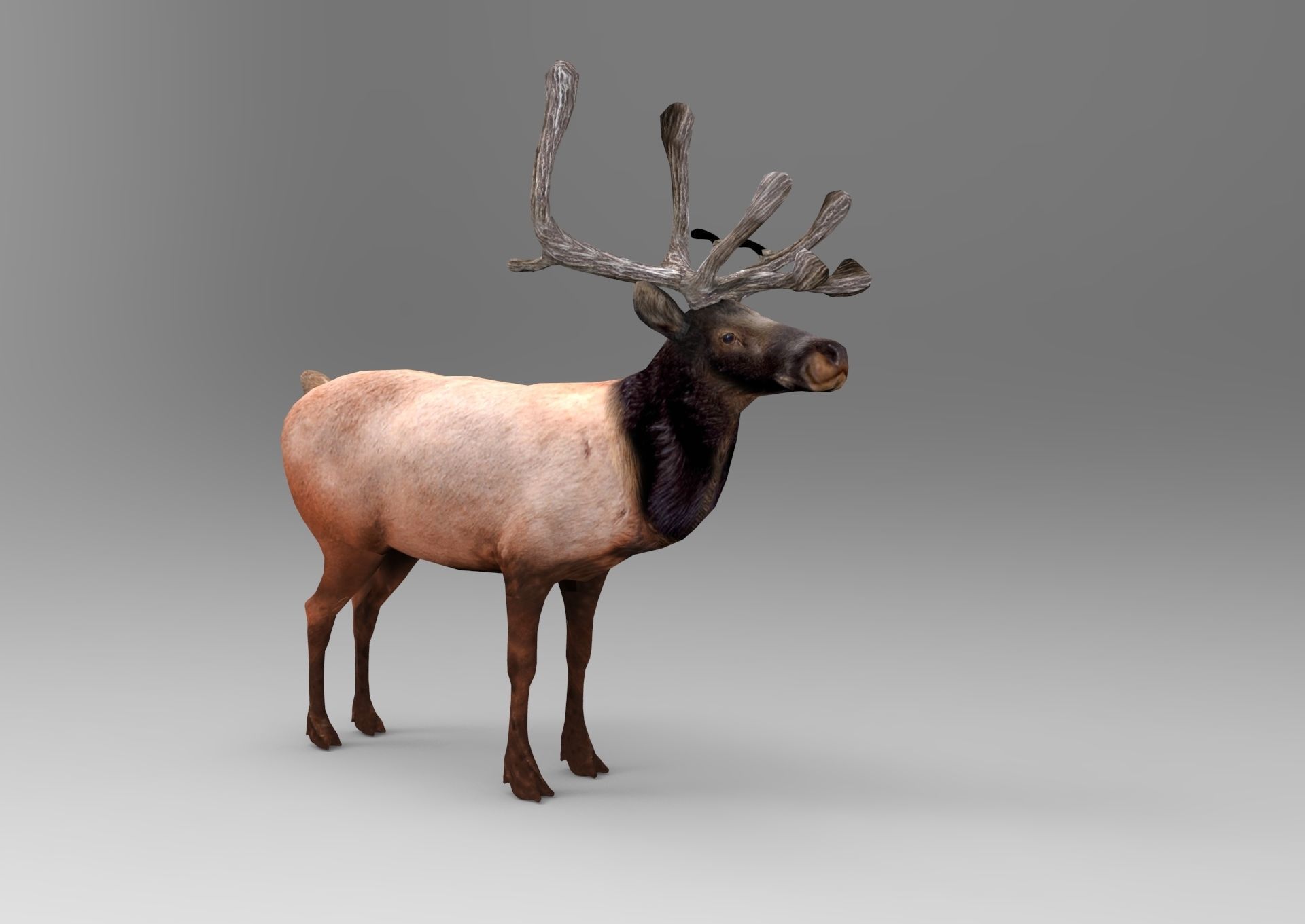 3D Reindeer game ready elk with antlers Low-poly 3D model_6