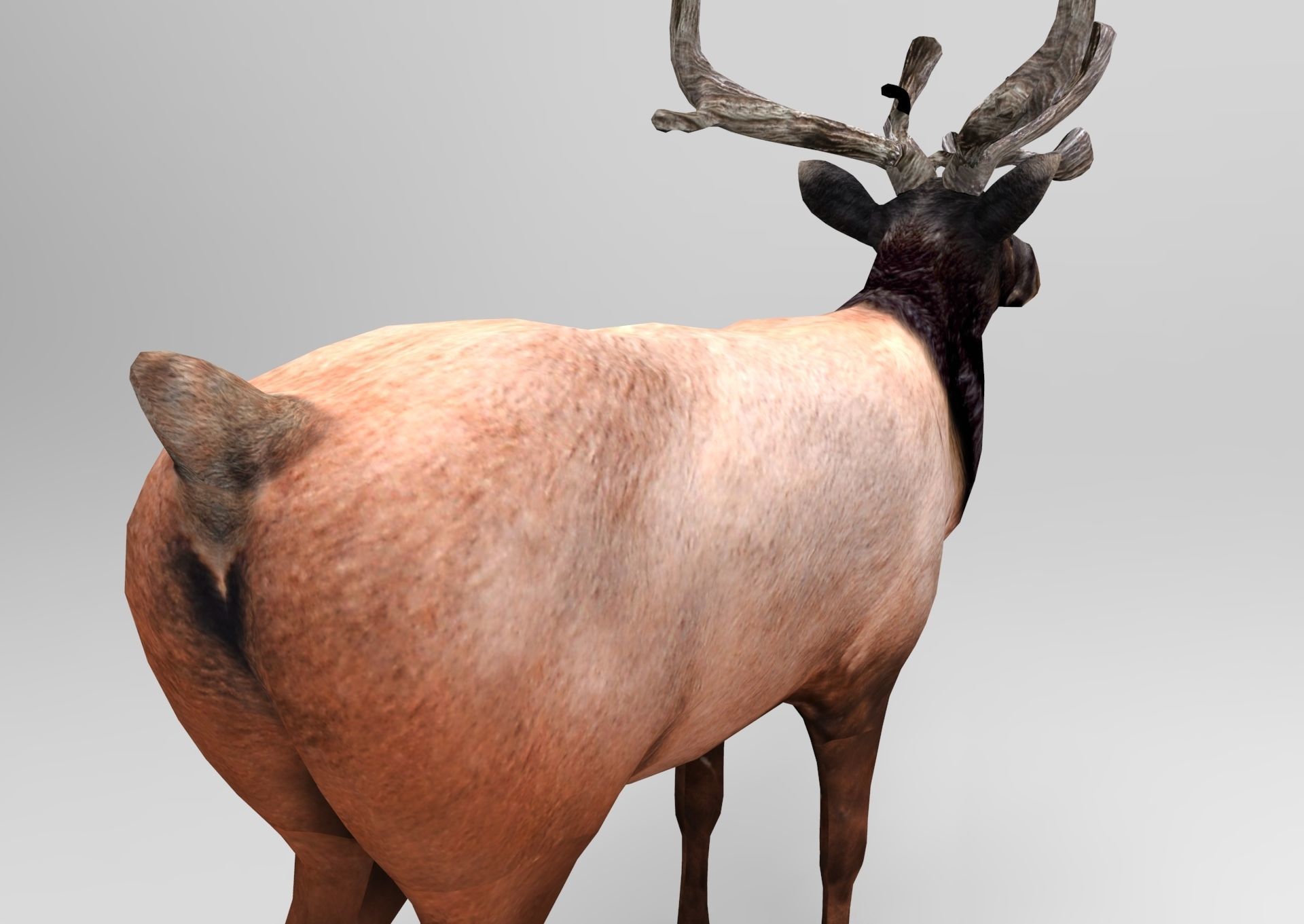 3D Reindeer game ready elk with antlers Low-poly 3D model_8