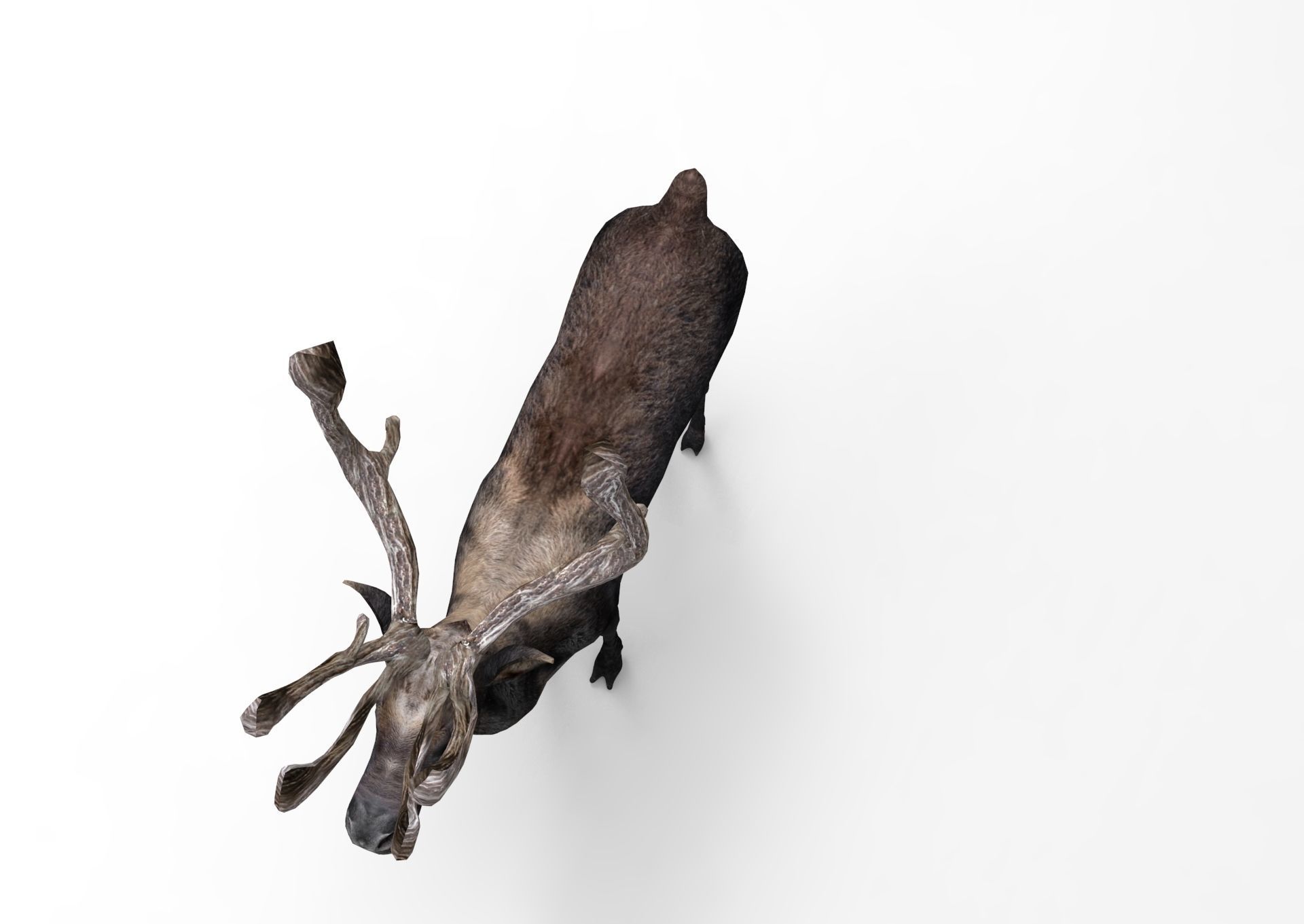 3D Reindeer low poly Low-poly 3D model_8