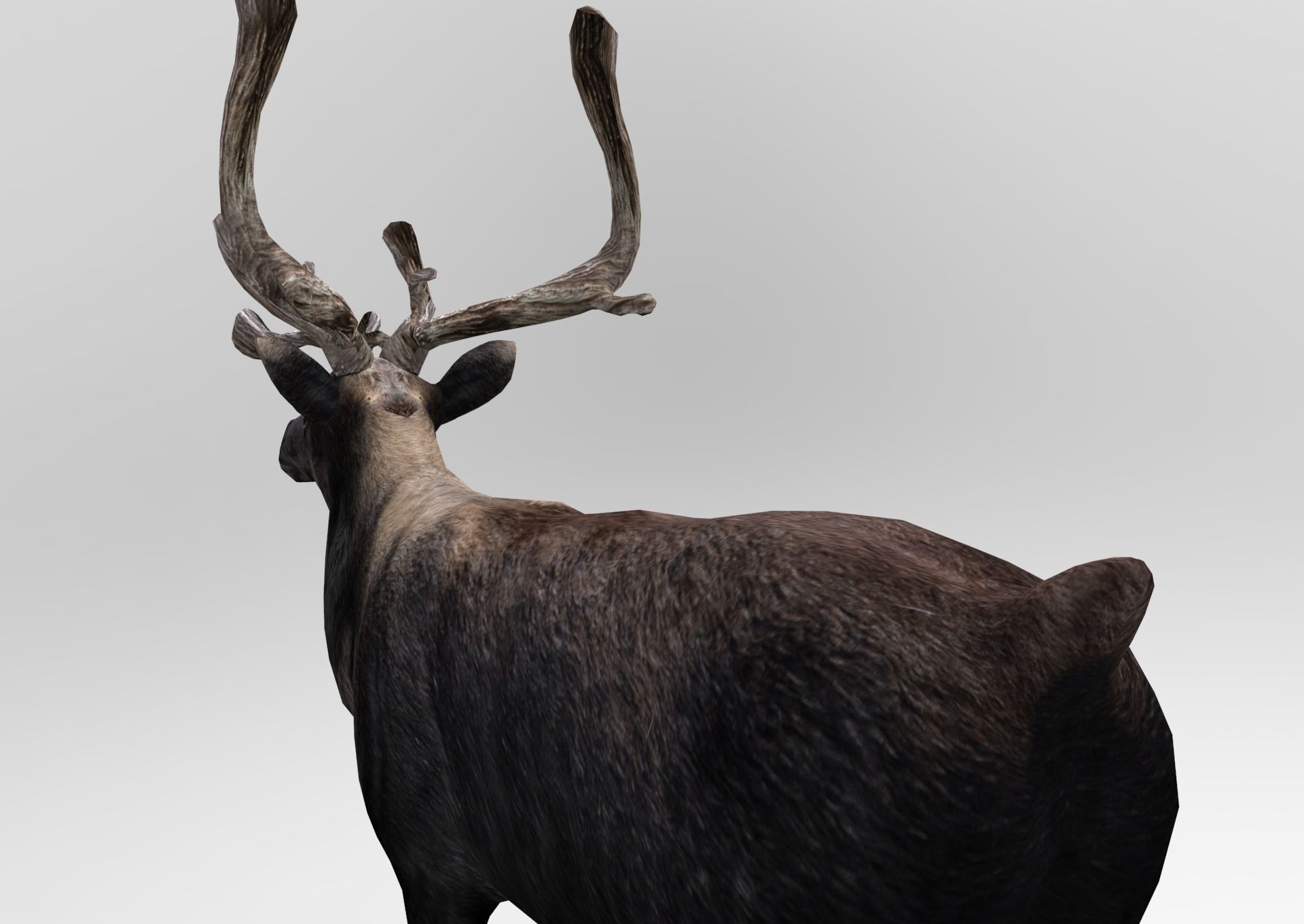 3D Reindeer low poly Low-poly 3D model_11
