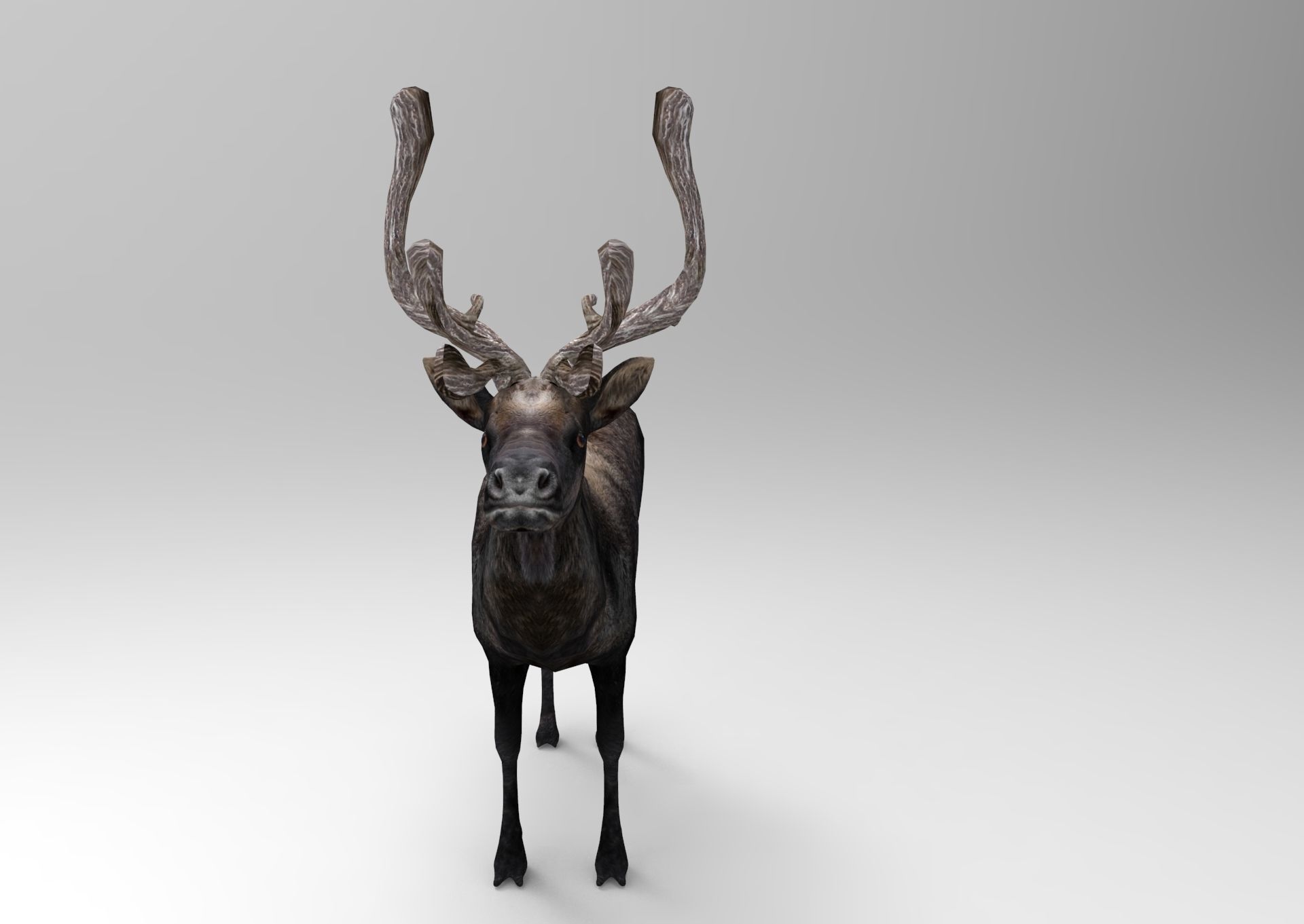 3D Reindeer low poly Low-poly 3D model_7