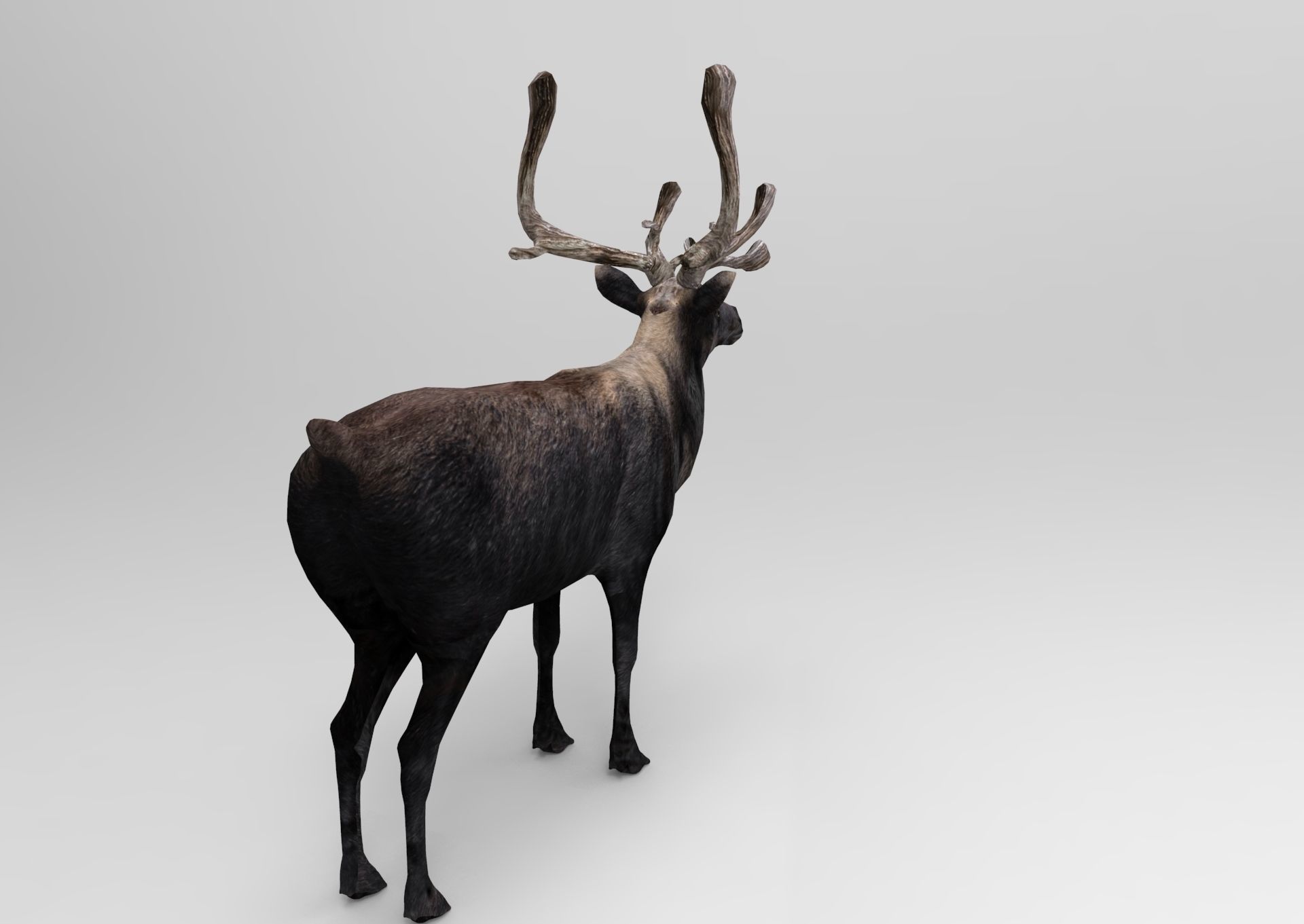 3D Reindeer low poly Low-poly 3D model_2