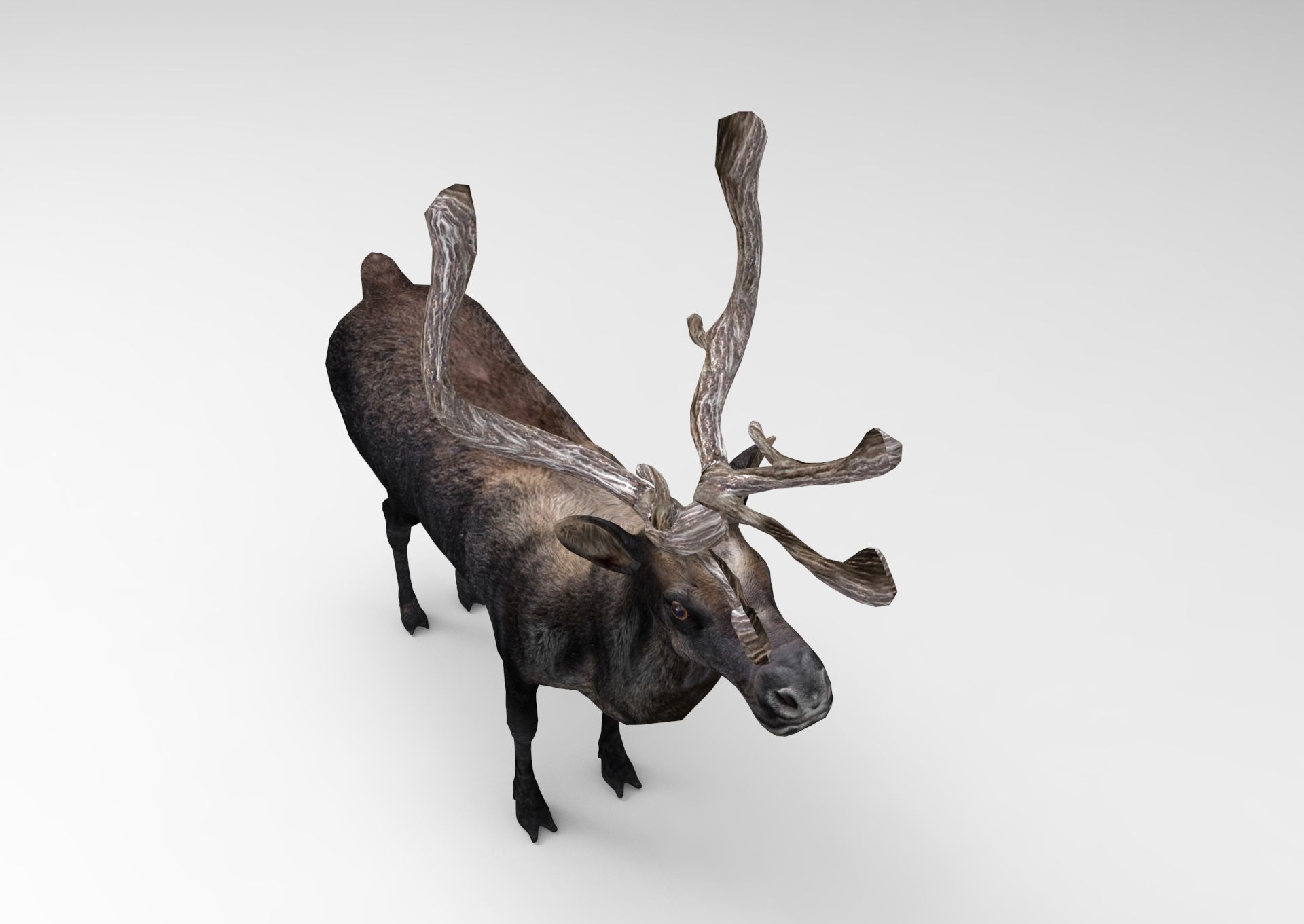 3D Reindeer low poly Low-poly 3D model_5