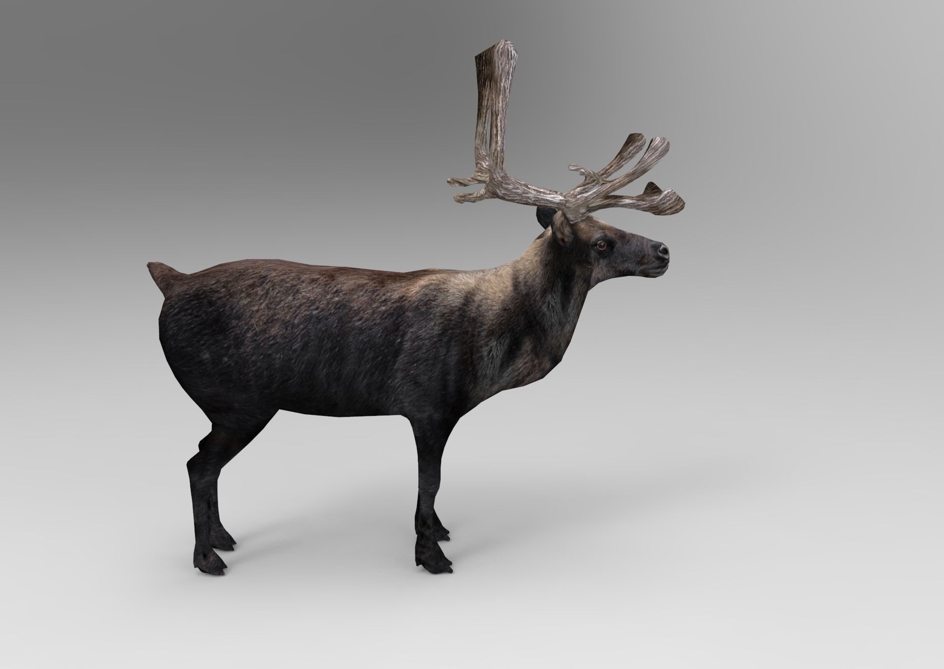 3D Reindeer low poly Low-poly 3D model_6