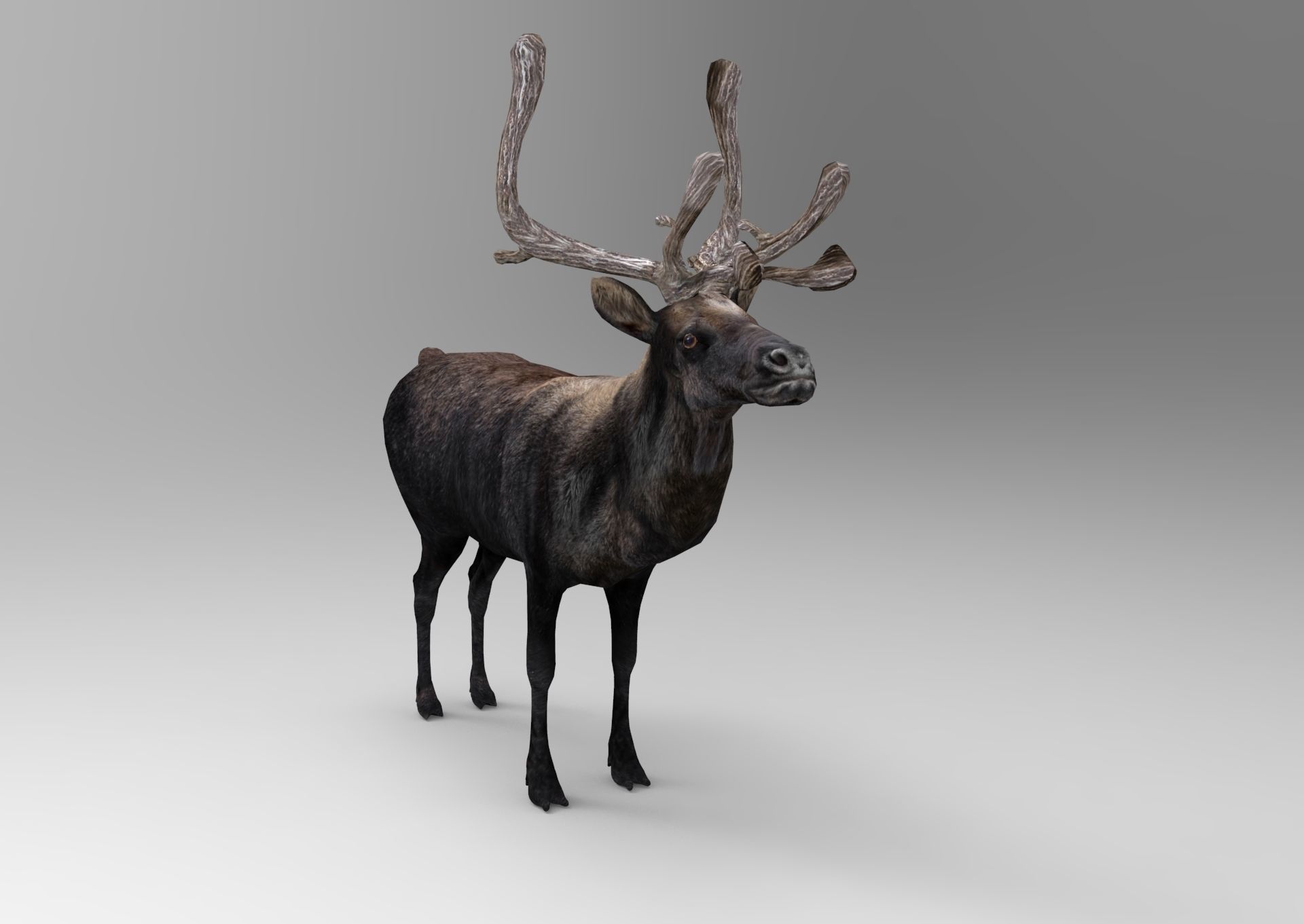 3D Reindeer low poly Low-poly 3D model_4