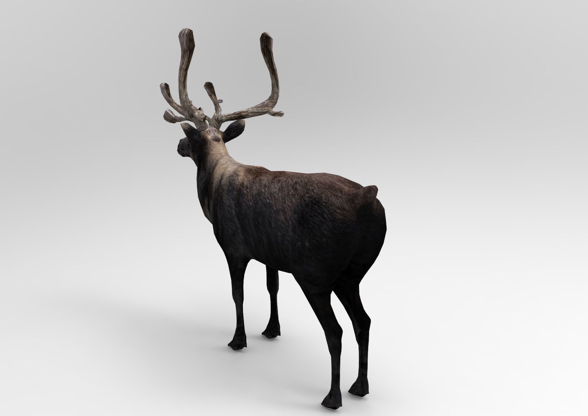 3D Reindeer low poly Low-poly 3D model_1