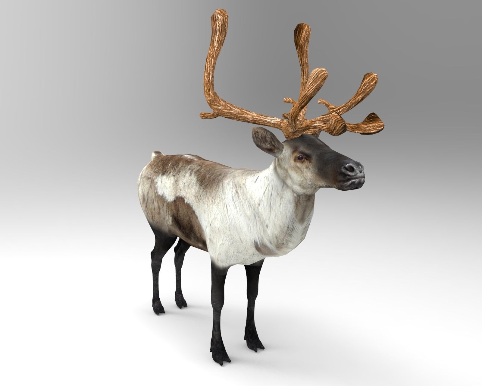 3D Reindeer model low poly with antlers Low-poly 3D model_4