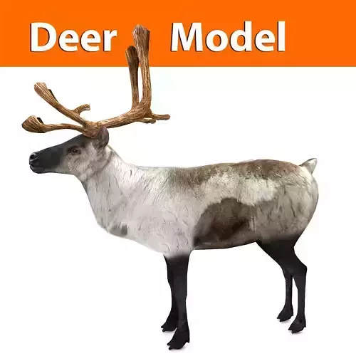 3D Reindeer model low poly with antlers