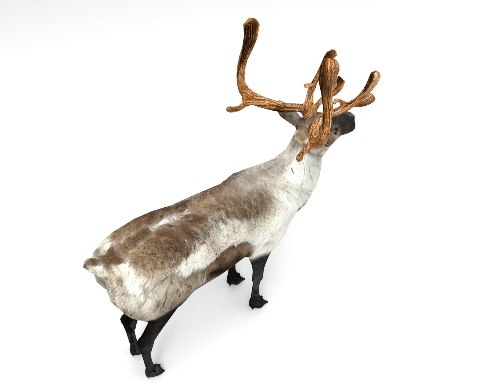 3D Reindeer model low poly with antlers Low-poly 3D model_7