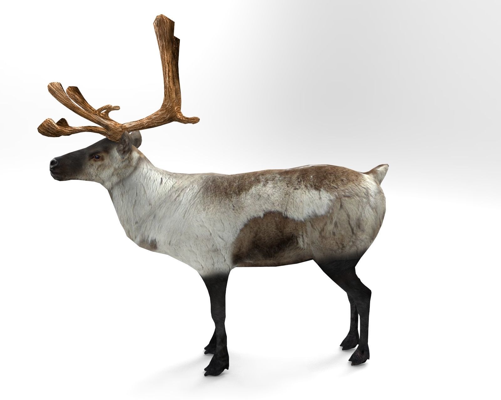 3D Reindeer model low poly with antlers Low-poly 3D model_2