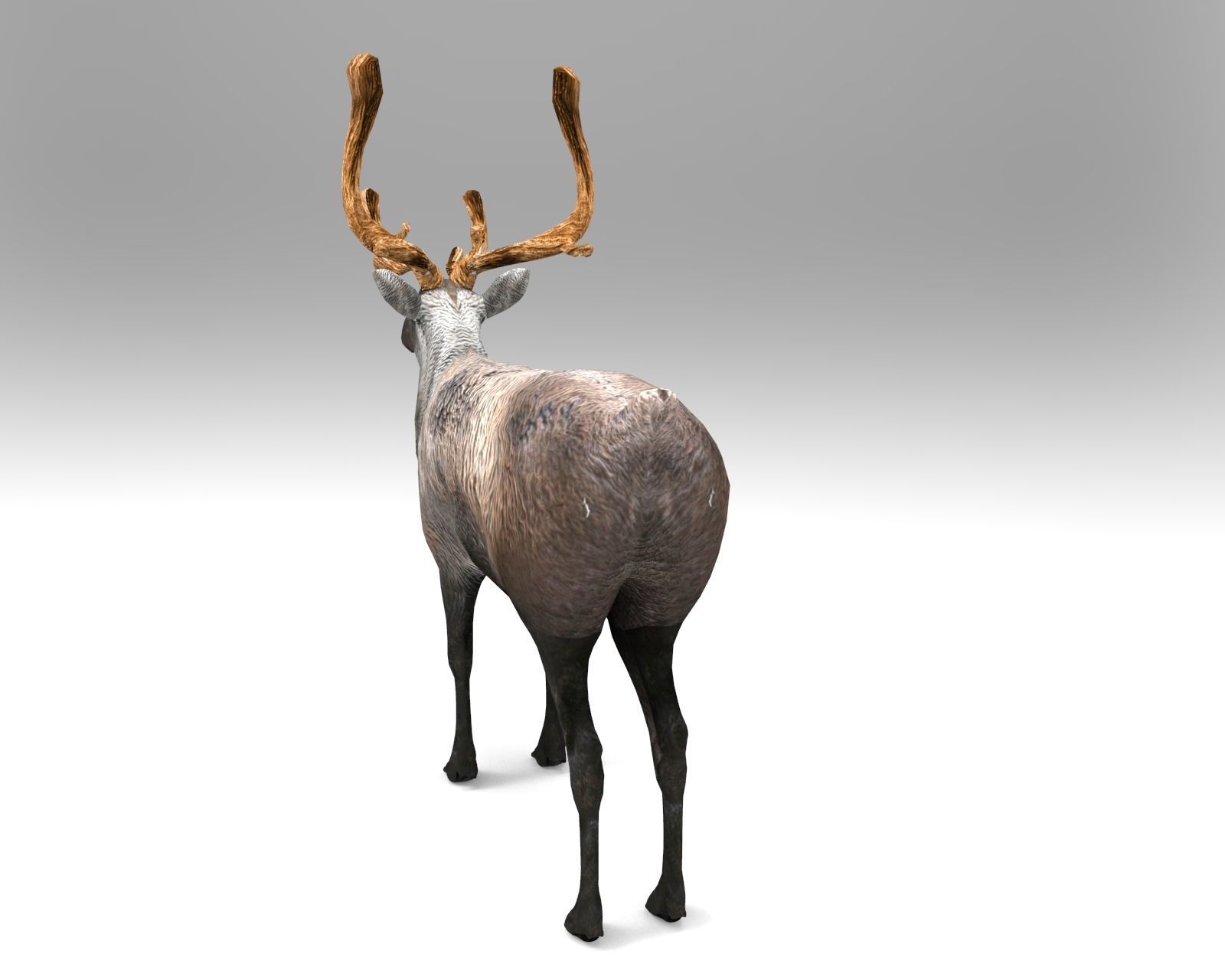 Reindeer 3d model game ready with antlers Low-poly 3D model_3
