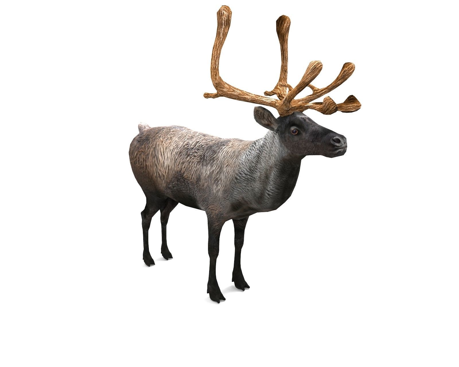 Reindeer 3d model game ready with antlers Low-poly 3D model_5