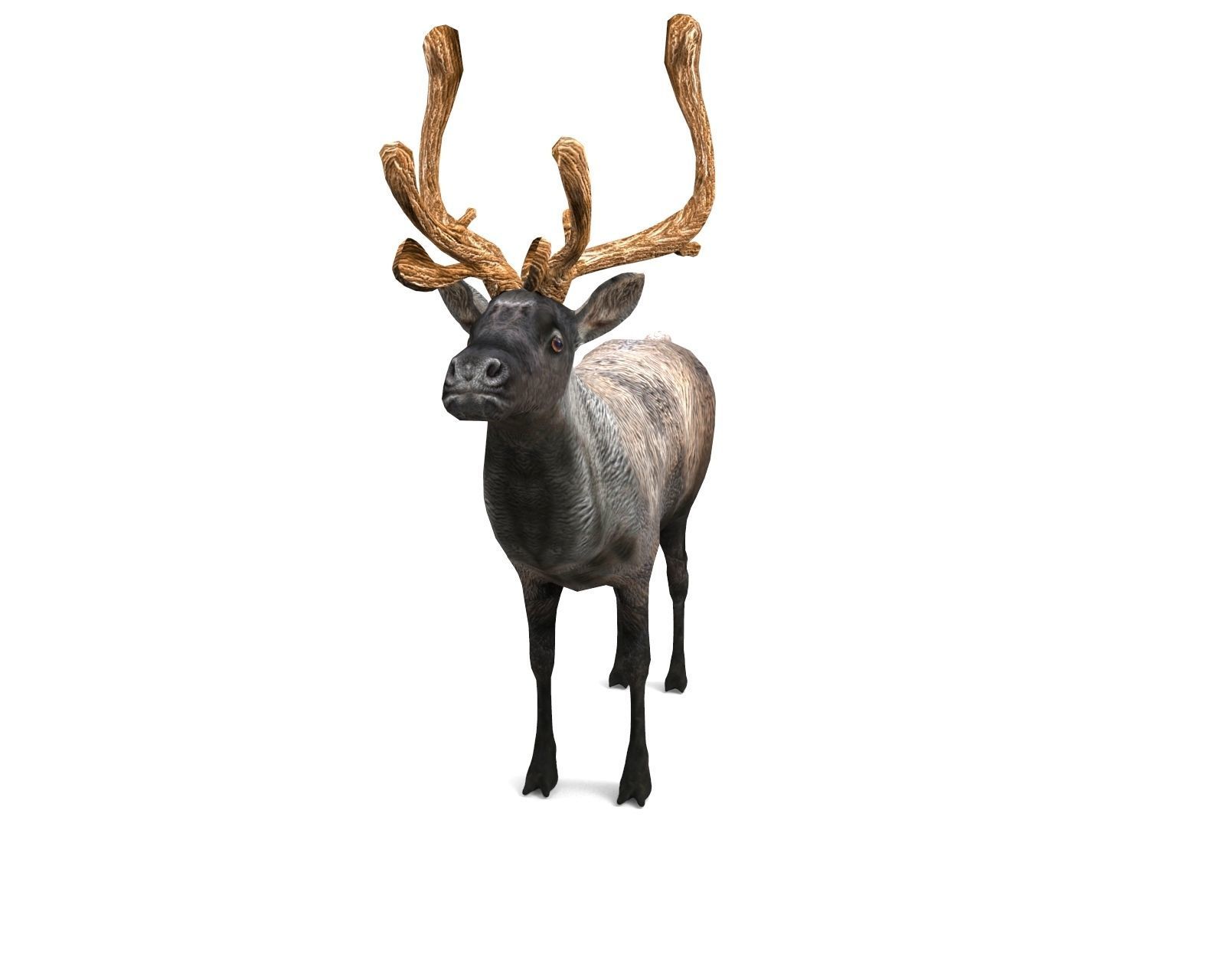 Reindeer 3d model game ready with antlers Low-poly 3D model_6