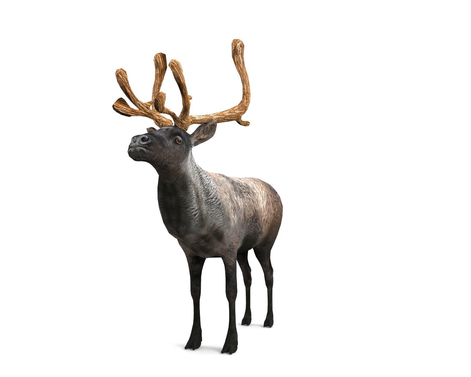 Reindeer 3d model game ready with antlers Low-poly 3D model_7