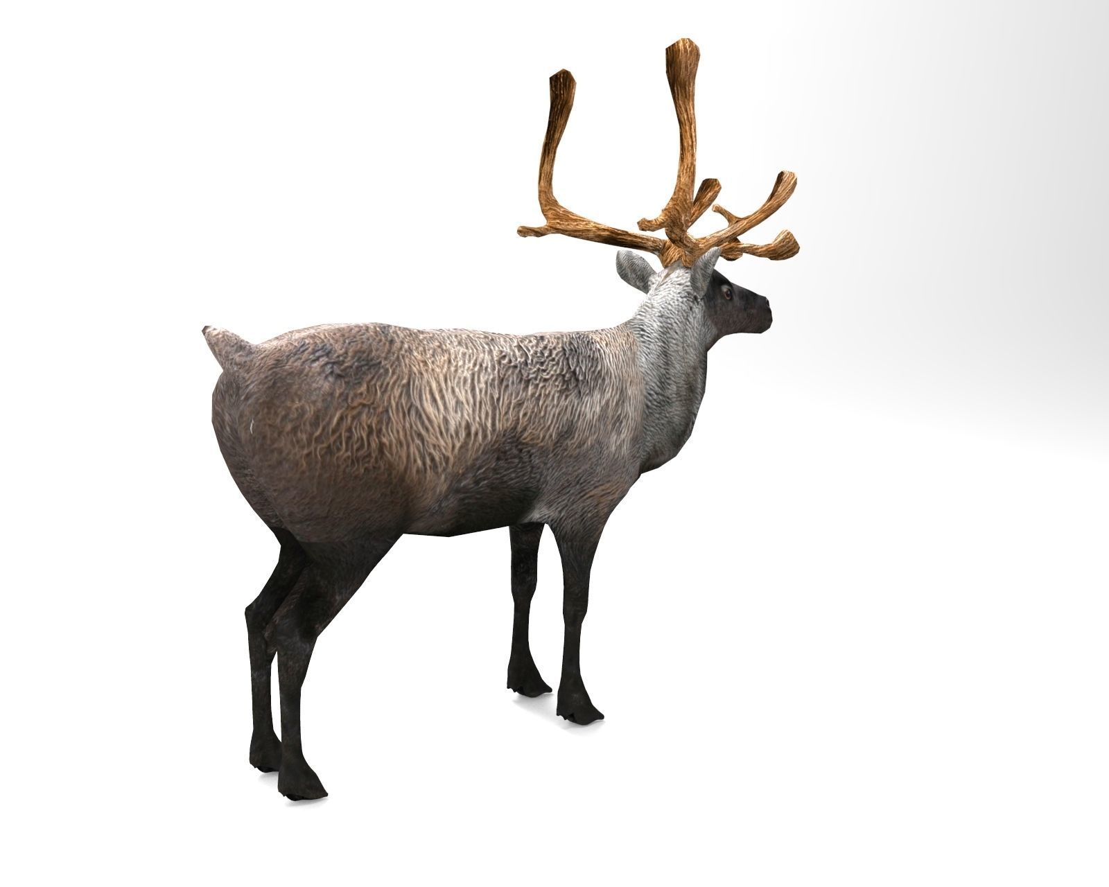Reindeer 3d model game ready with antlers Low-poly 3D model_4