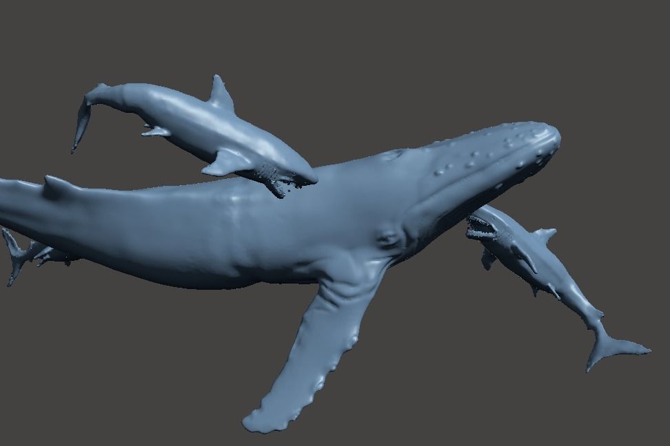 whale shark attack 3D print model_4