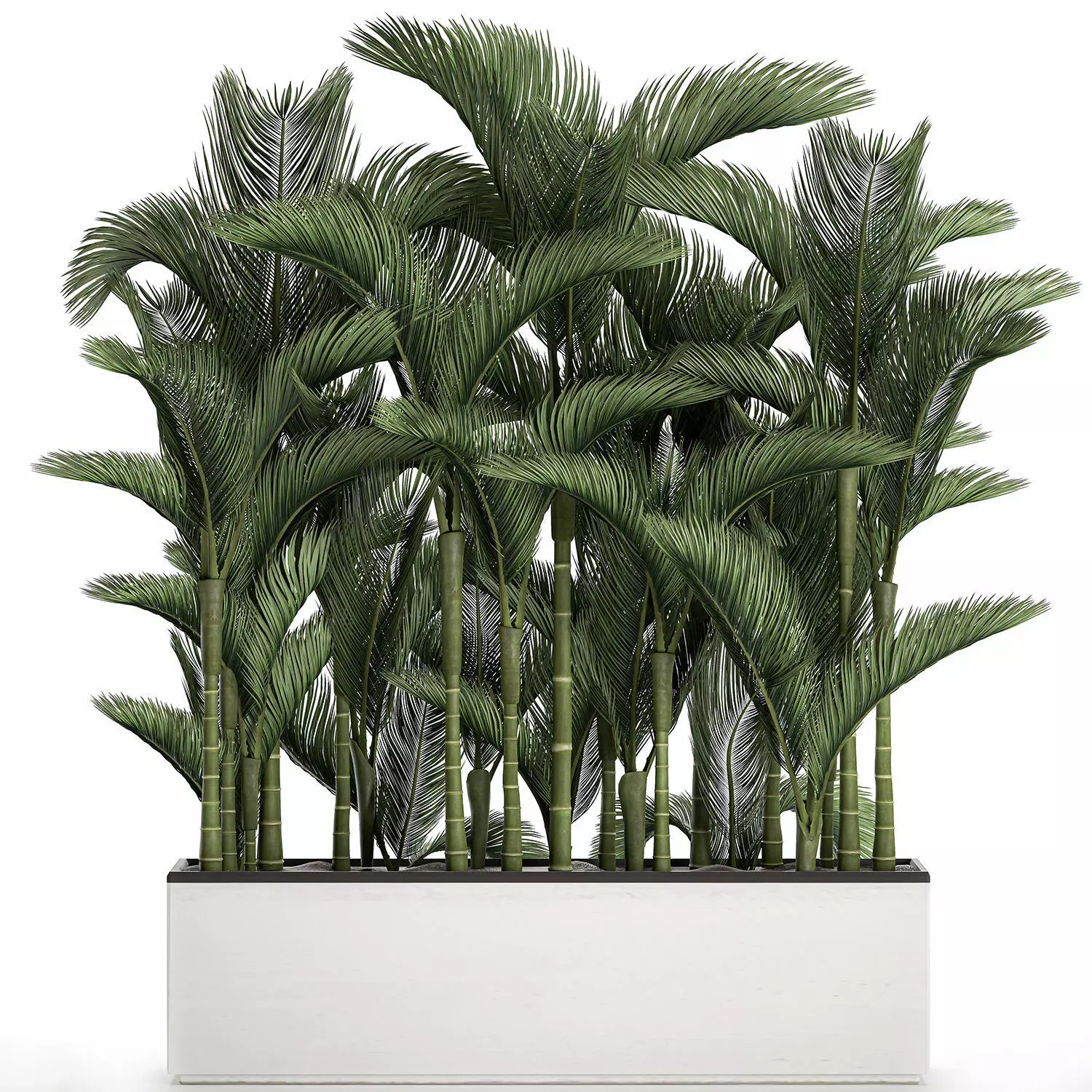 Palm in a white pot for the interior 671 3D model