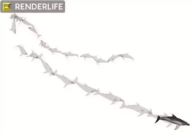 Dolphin with animation 3D model
