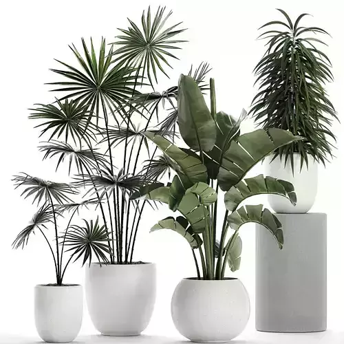 Plants in a white pot for the interior 672