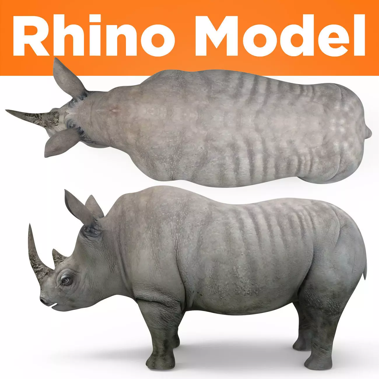 3D rhino rhinoceros realistic low poly Low-poly 3D model_0