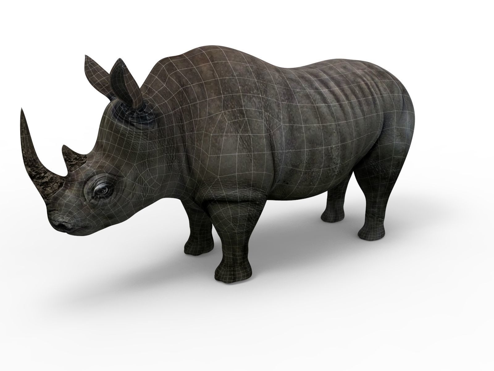 3D rhino rhinoceros realistic low poly Low-poly 3D model_12