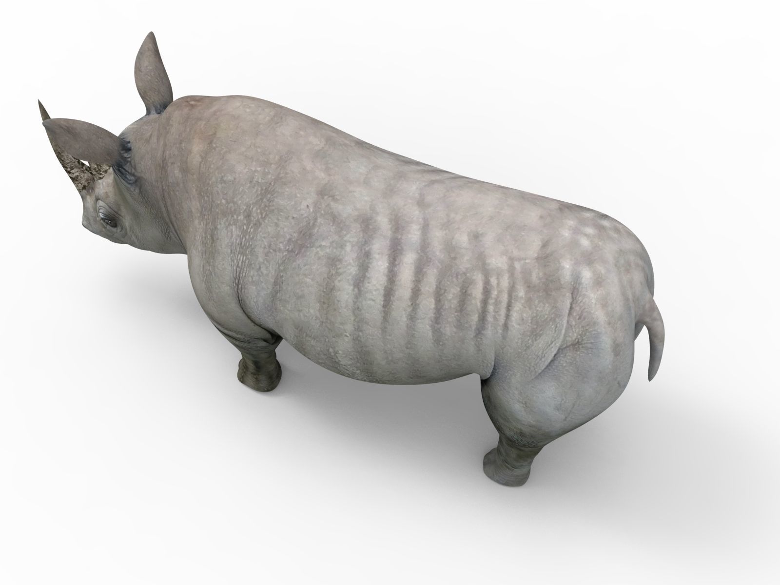 3D rhino rhinoceros realistic low poly Low-poly 3D model_7
