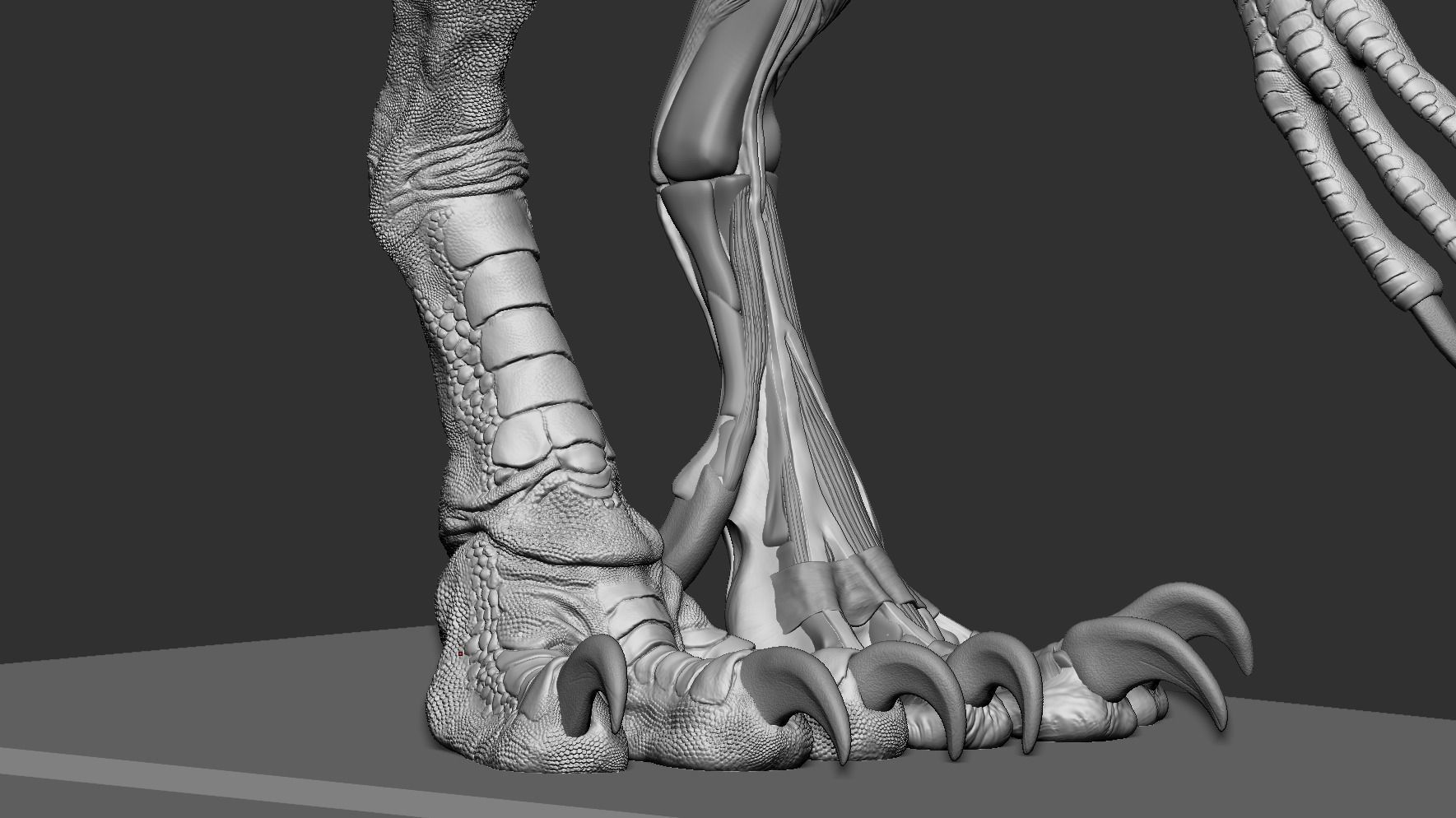 The ecorche of the Pyrosuvious 3D model_2