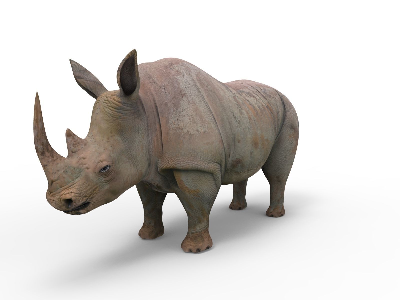Rhino 3D Models game ready  Low-poly 3D model_2