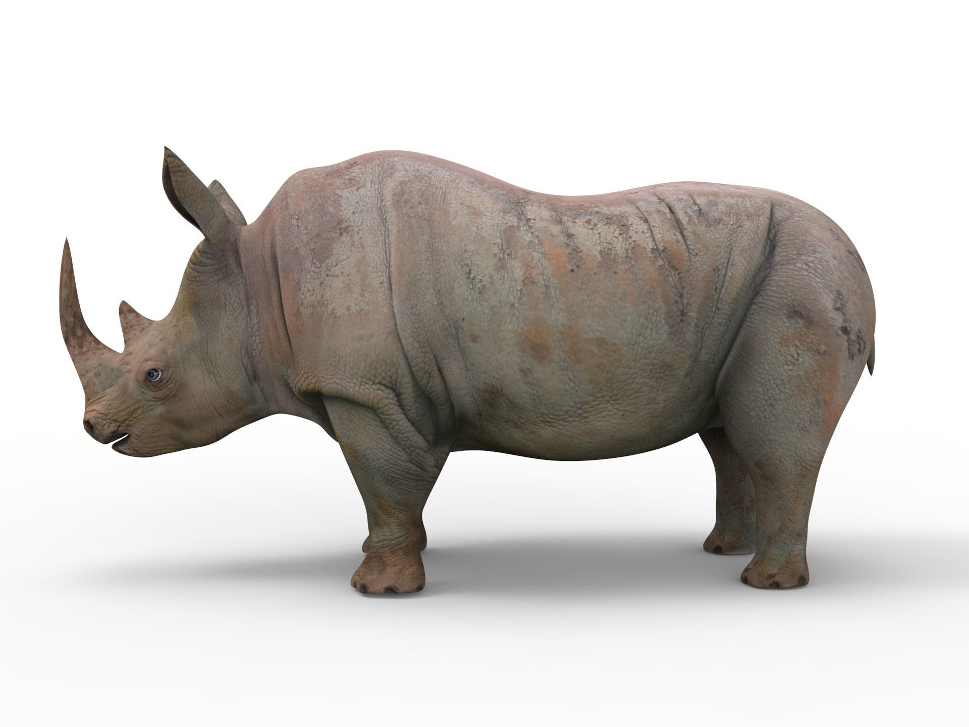 Rhino 3D Models game ready  Low-poly 3D model_5