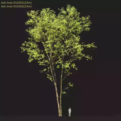 Ash-tree 0102 H23m