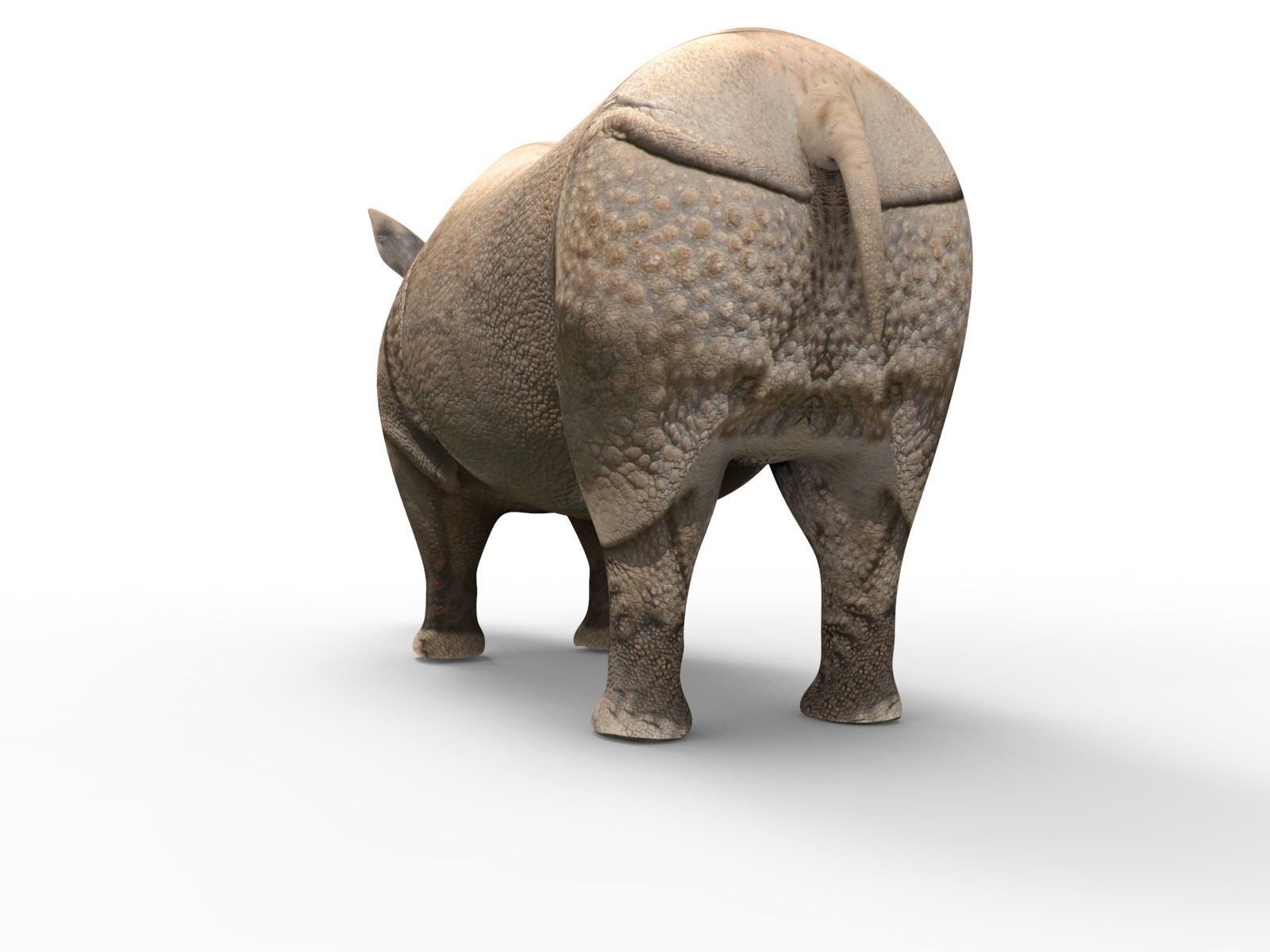 3D rhino rhinoceros realistic Model  Low-poly 3D model_5