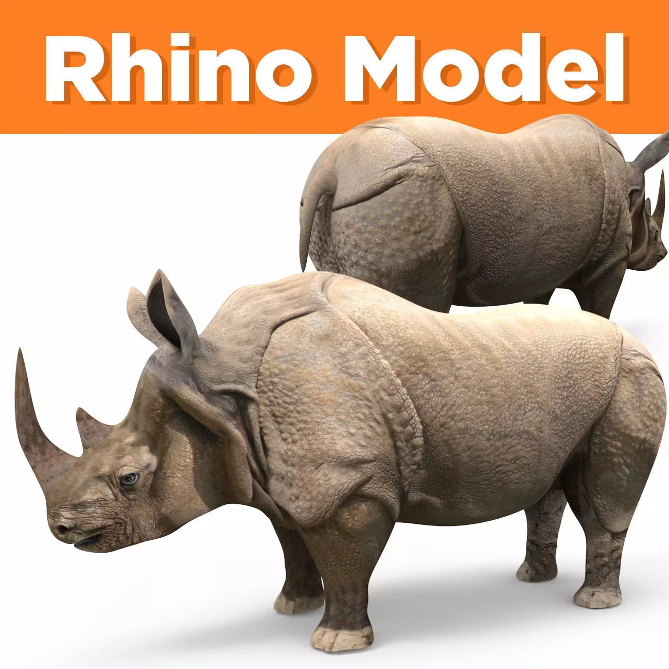 3D rhino rhinoceros realistic Model  Low-poly 3D model_0