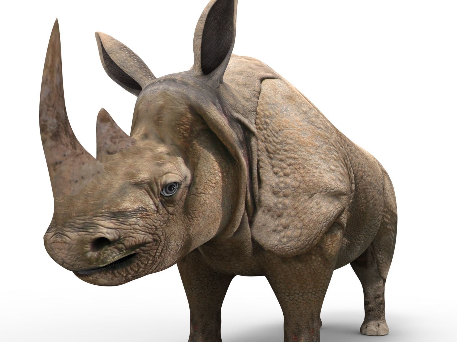 3D rhino rhinoceros realistic Model  Low-poly 3D model_9