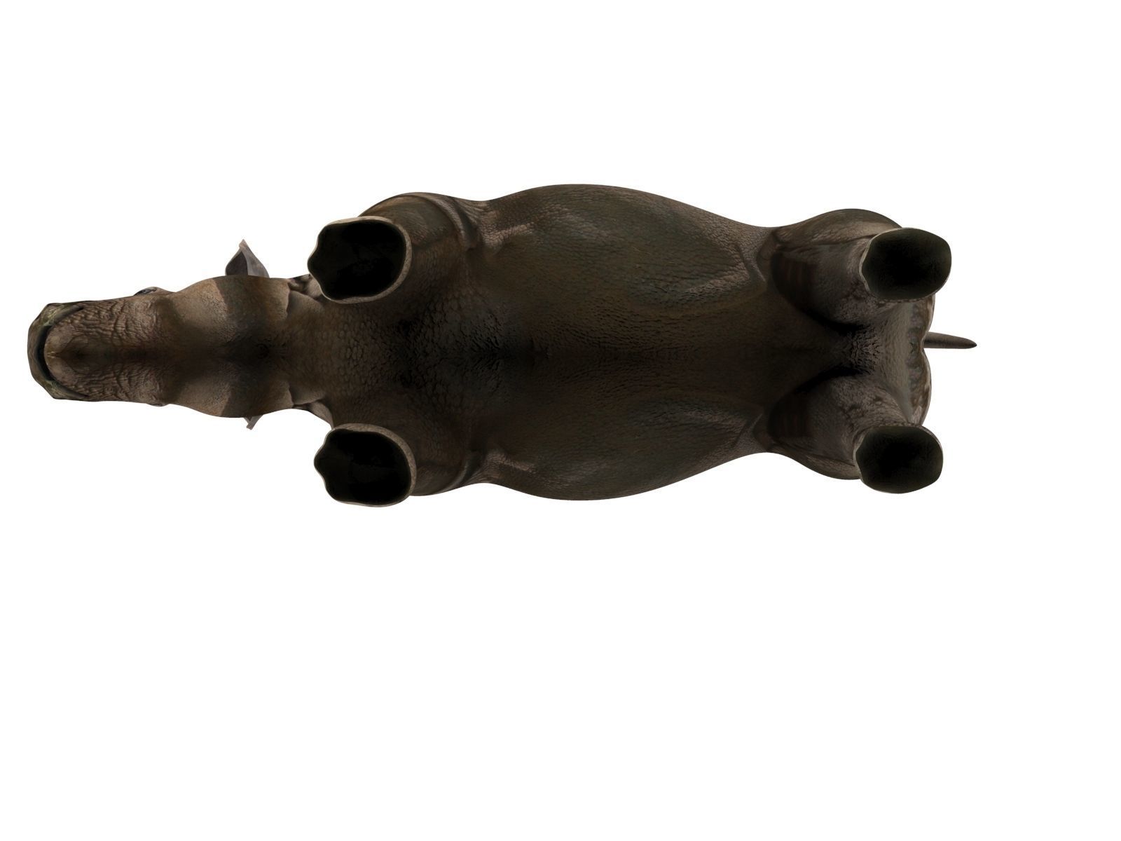 3D rhino rhinoceros realistic Model  Low-poly 3D model_4