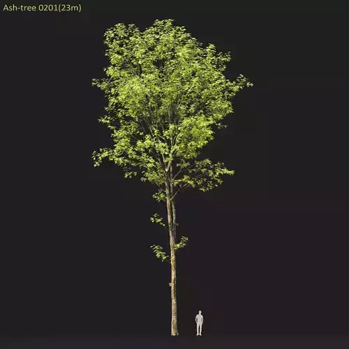 Ash-tree 0201 H23m