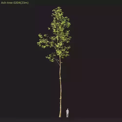 Ash-tree 0204 H23m 3D model