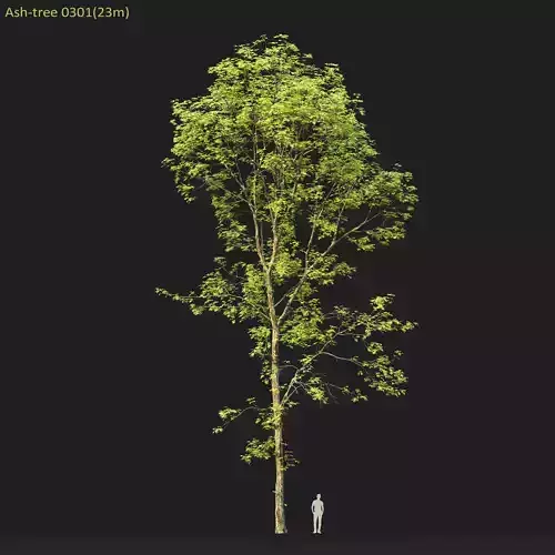 Ash-tree 0301 H23m