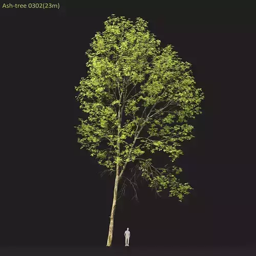 Ash-tree 0302 H23