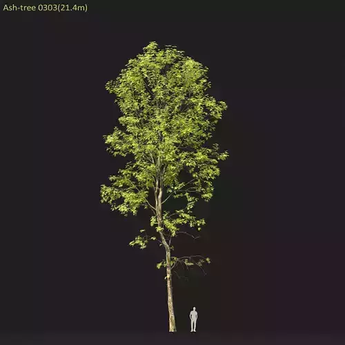 Ash-tree 0303 H21m