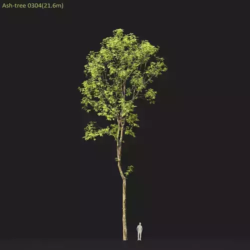 Ash-tree 0304 H21m