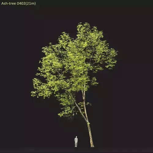Ash-tree 0402 H21m